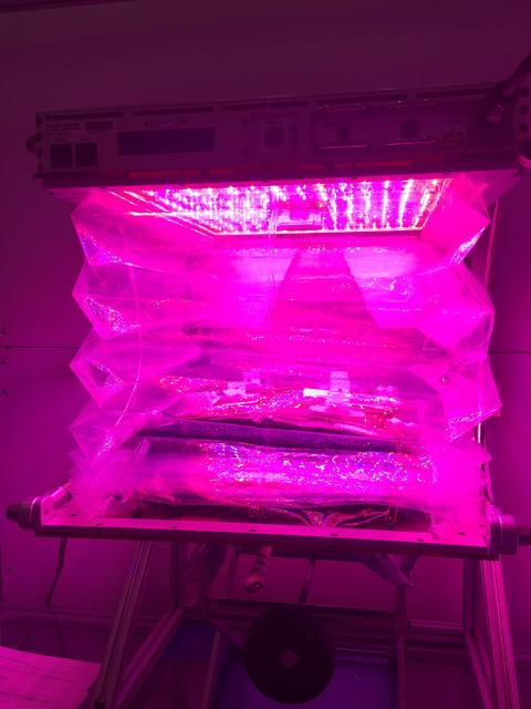 NASA image: Ground Photos - 7 DAI VEG-01B Plant Thinning