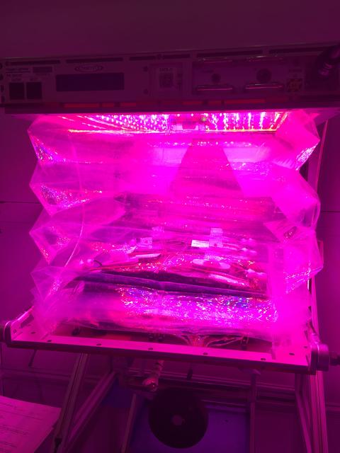 NASA image: Ground Photos - 7 DAI VEG-01B Plant Thinning