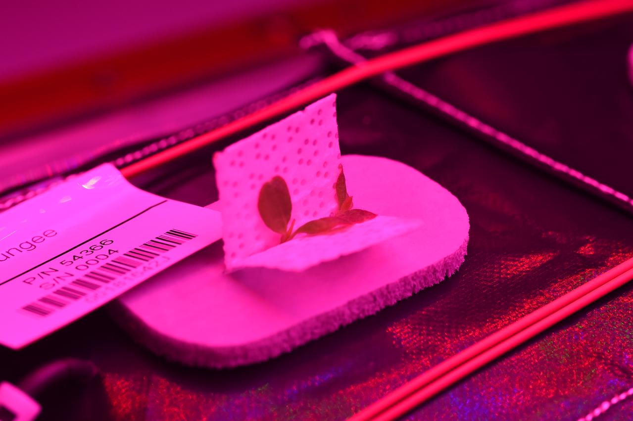 Ground Photos - 7 DAI VEG-01B Plant Thinning