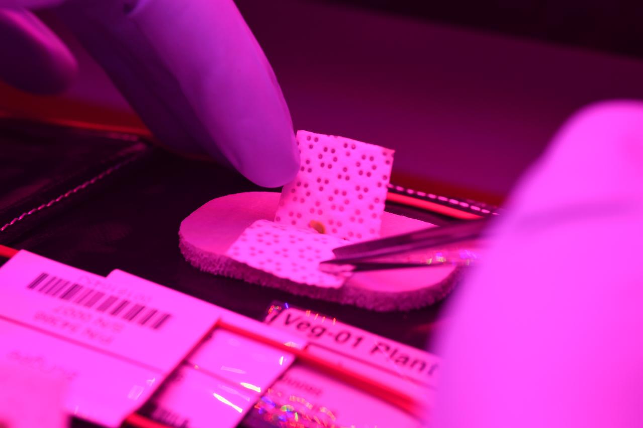 Astronaut Scott Kelly initiated VEG-01 B, the second crop of lettuce, on July, 8, 2015, and both Kelly and Astronaut Kjell Lindgren cared for the plants. The crop grew for 33 days. VEG-01 B included one set of six plant pillows planted with red romaine lettuce seeds. On Aug. 10, 2015, the crew harvested and consumed leaves from each plant. This was the first crop grown and consumed in NASA hardware. They harvested the rest of the plant tissue and froze it in the station’s Minus Eighty-Degree Laboratory Freezer for ISS (MELFI) for return to Earth for further study including microbial analysis, antioxidant capacity, mineral analysis and anthocyanin concentration. 