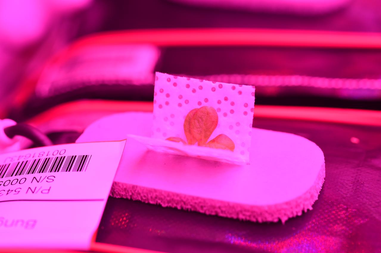 Ground Photos - 7 DAI VEG-01B Plant Thinning