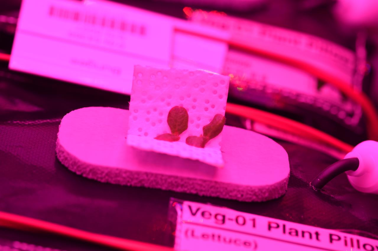 Astronaut Scott Kelly initiated VEG-01 B, the second crop of lettuce, on July, 8, 2015, and both Kelly and Astronaut Kjell Lindgren cared for the plants. The crop grew for 33 days. VEG-01 B included one set of six plant pillows planted with red romaine lettuce seeds. On Aug. 10, 2015, the crew harvested and consumed leaves from each plant. This was the first crop grown and consumed in NASA hardware. They harvested the rest of the plant tissue and froze it in the station’s Minus Eighty-Degree Laboratory Freezer for ISS (MELFI) for return to Earth for further study including microbial analysis, antioxidant capacity, mineral analysis and anthocyanin concentration. 