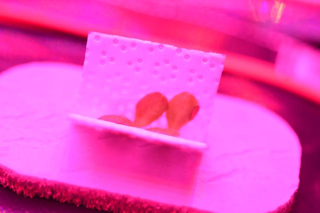 NASA image: Ground Photos - 7 DAI VEG-01B Plant Thinning