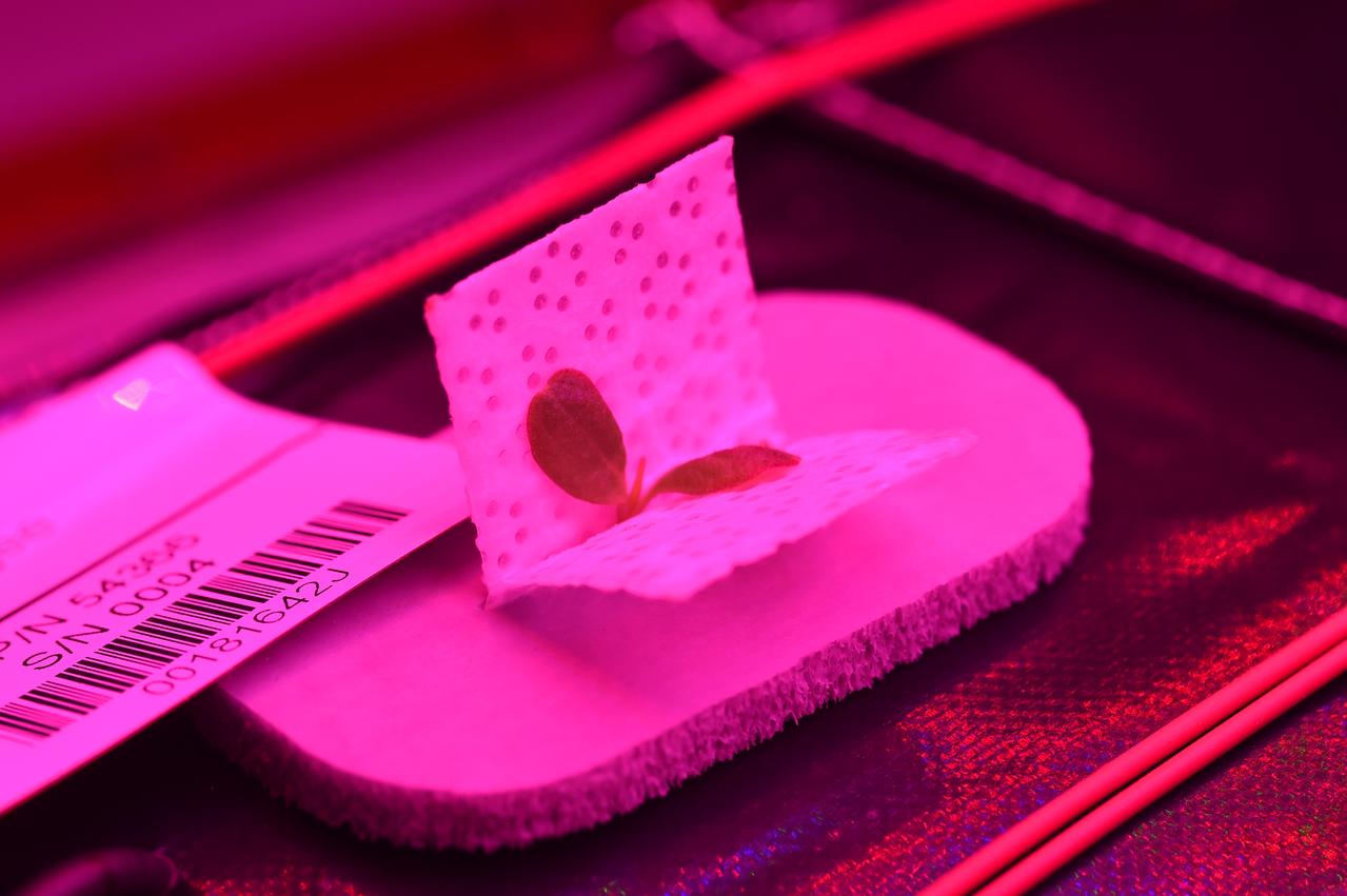 Ground Photos - 7 DAI VEG-01B Plant Thinning