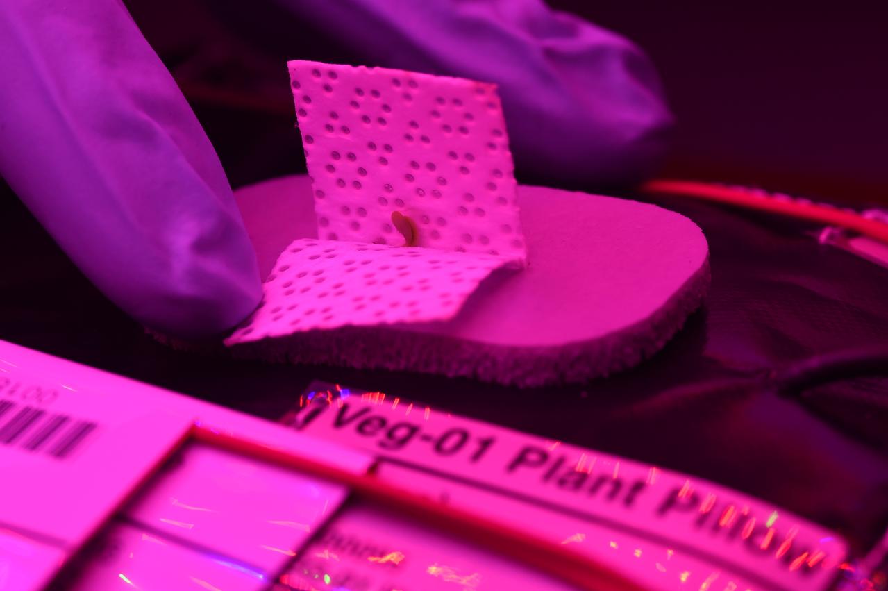 Astronaut Scott Kelly initiated VEG-01 B, the second crop of lettuce, on July, 8, 2015, and both Kelly and Astronaut Kjell Lindgren cared for the plants. The crop grew for 33 days. VEG-01 B included one set of six plant pillows planted with red romaine lettuce seeds. On Aug. 10, 2015, the crew harvested and consumed leaves from each plant. This was the first crop grown and consumed in NASA hardware. They harvested the rest of the plant tissue and froze it in the station’s Minus Eighty-Degree Laboratory Freezer for ISS (MELFI) for return to Earth for further study including microbial analysis, antioxidant capacity, mineral analysis and anthocyanin concentration. 