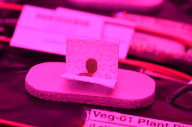 NASA image: Ground Photos - 7 DAI VEG-01B Plant Thinning