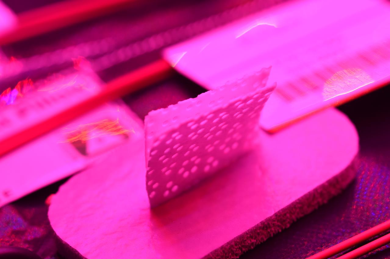 Ground Photos - 7 DAI VEG-01B Plant Thinning