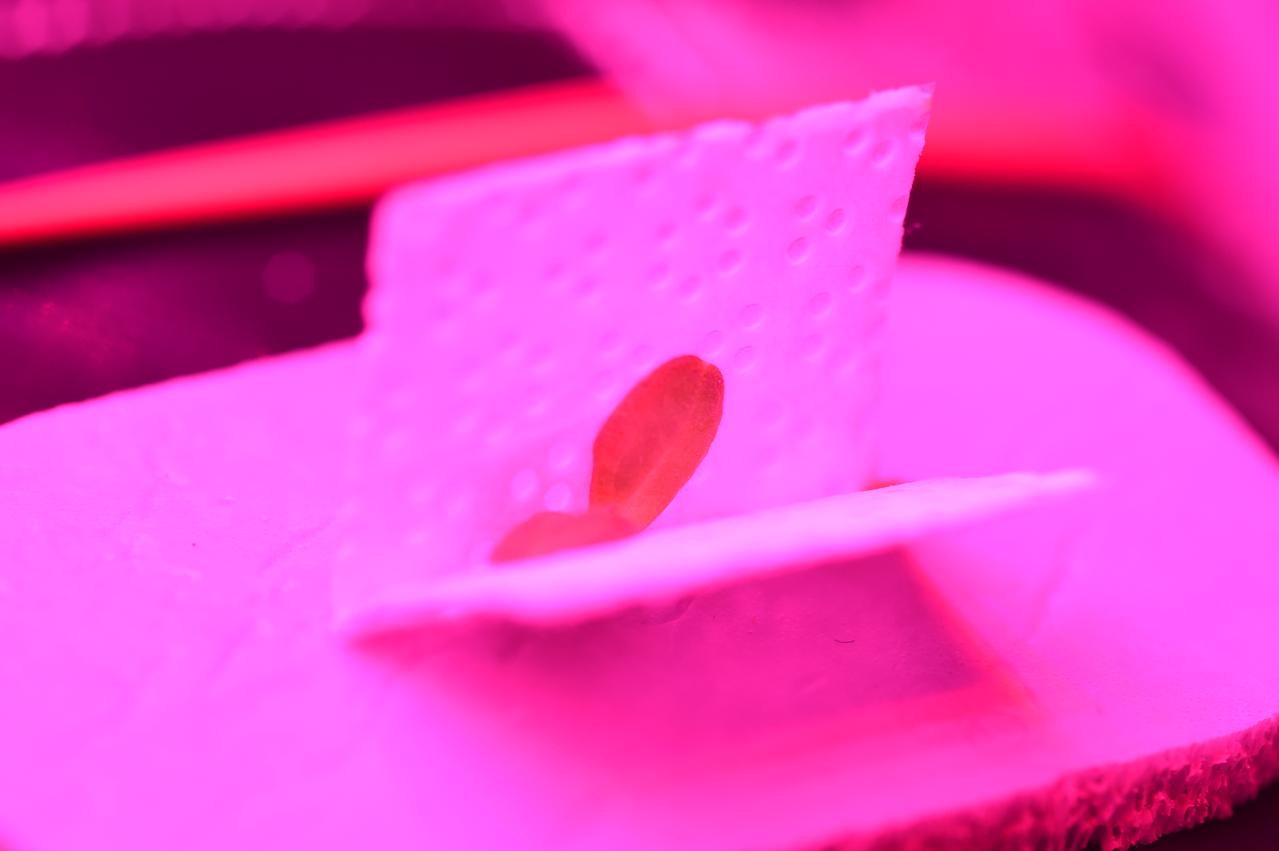 Ground Photos - 7 DAI VEG-01B Plant Thinning