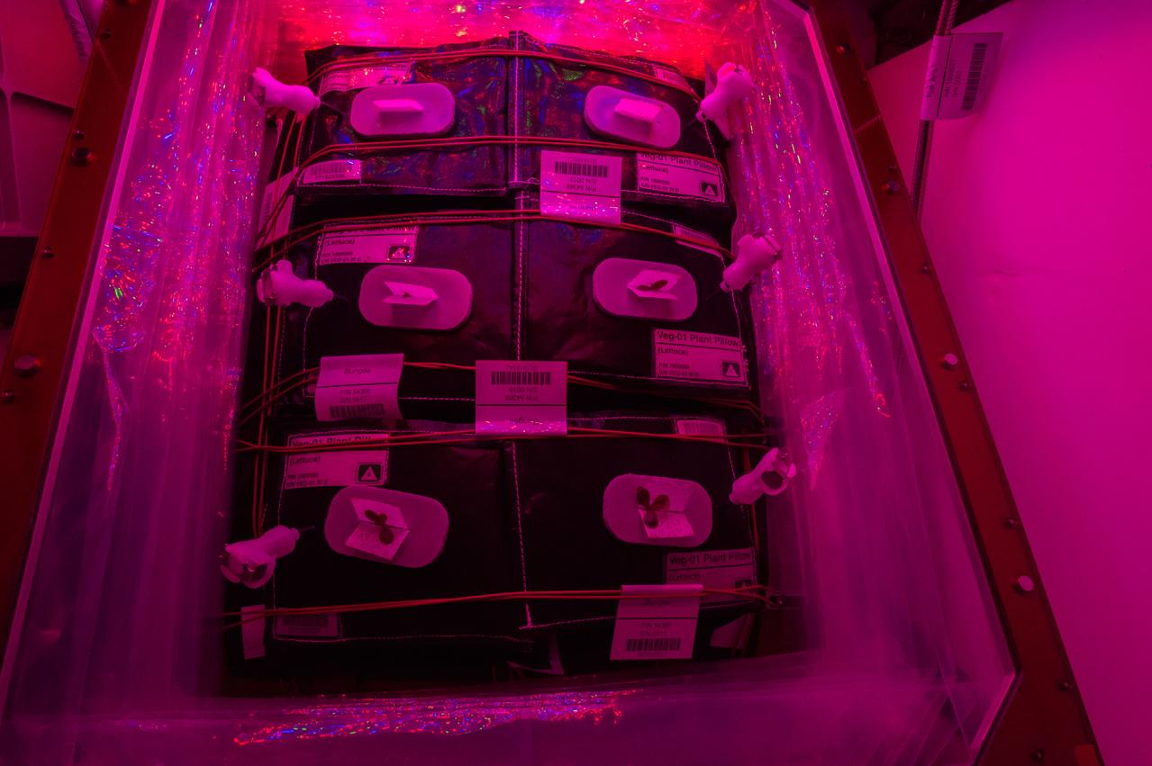 Astronaut Scott Kelly initiated VEG-01 B, the second crop of lettuce, on July, 8, 2015, and both Kelly and Astronaut Kjell Lindgren cared for the plants. The crop grew for 33 days. VEG-01 B included one set of six plant pillows planted with red romaine lettuce seeds. On Aug. 10, 2015, the crew harvested and consumed leaves from each plant. This was the first crop grown and consumed in NASA hardware. They harvested the rest of the plant tissue and froze it in the station’s Minus Eighty-Degree Laboratory Freezer for ISS (MELFI) for return to Earth for further study including microbial analysis, antioxidant capacity, mineral analysis and anthocyanin concentration.