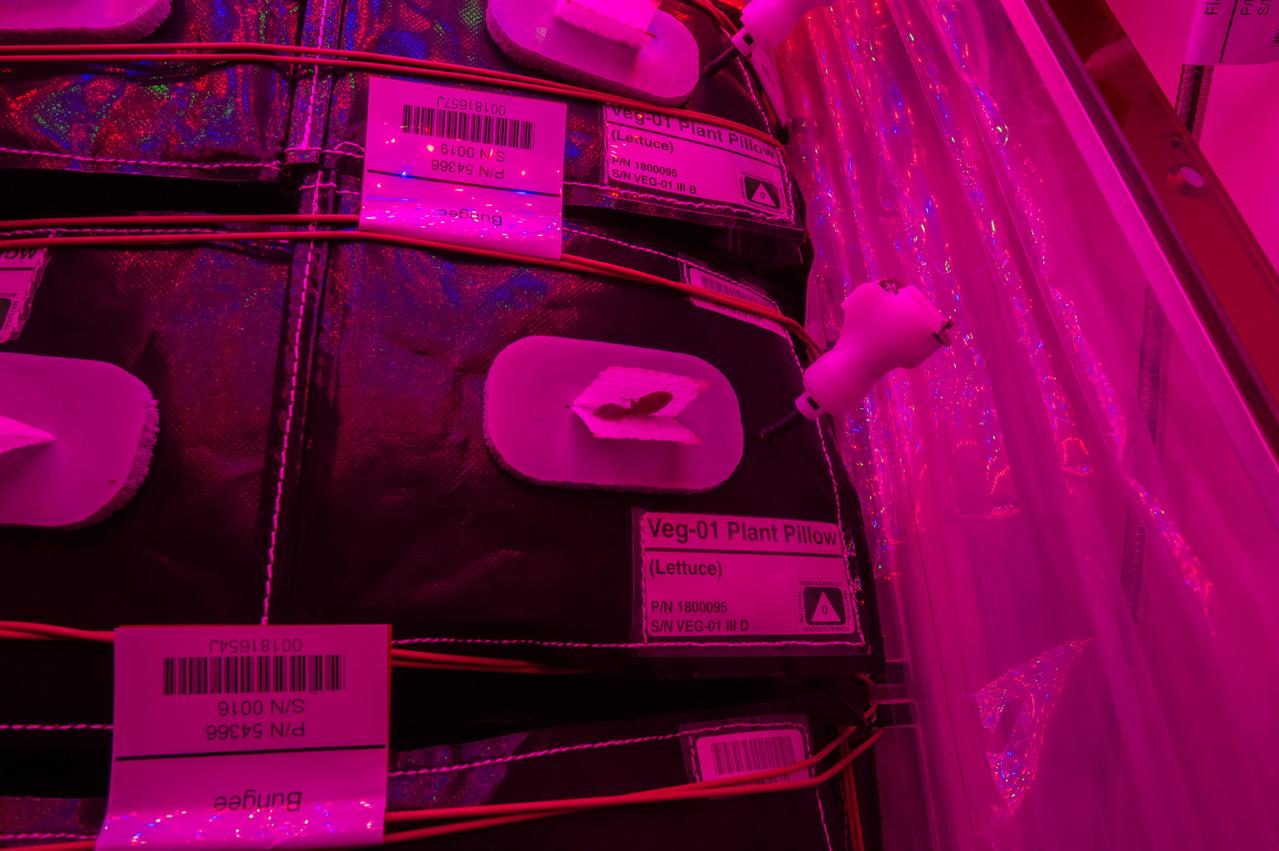 Astronaut Scott Kelly initiated VEG-01 B, the second crop of lettuce, on July, 8, 2015, and both Kelly and Astronaut Kjell Lindgren cared for the plants. The crop grew for 33 days. VEG-01 B included one set of six plant pillows planted with red romaine lettuce seeds. On Aug. 10, 2015, the crew harvested and consumed leaves from each plant. This was the first crop grown and consumed in NASA hardware. They harvested the rest of the plant tissue and froze it in the station’s Minus Eighty-Degree Laboratory Freezer for ISS (MELFI) for return to Earth for further study including microbial analysis, antioxidant capacity, mineral analysis and anthocyanin concentration.