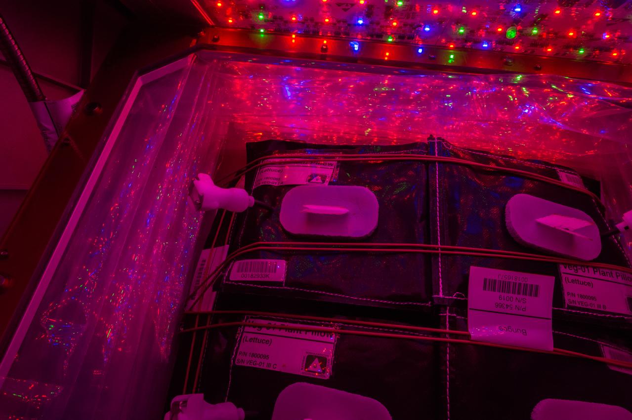 Astronaut Scott Kelly initiated VEG-01 B, the second crop of lettuce, on July, 8, 2015, and both Kelly and Astronaut Kjell Lindgren cared for the plants. The crop grew for 33 days. VEG-01 B included one set of six plant pillows planted with red romaine lettuce seeds. On Aug. 10, 2015, the crew harvested and consumed leaves from each plant. This was the first crop grown and consumed in NASA hardware. They harvested the rest of the plant tissue and froze it in the station’s Minus Eighty-Degree Laboratory Freezer for ISS (MELFI) for return to Earth for further study including microbial analysis, antioxidant capacity, mineral analysis and anthocyanin concentration.
