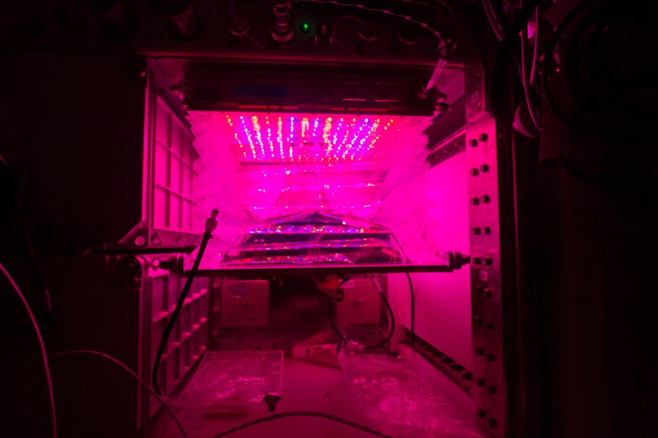 Astronaut Scott Kelly initiated VEG-01 B, the second crop of lettuce, on July, 8, 2015, and both Kelly and Astronaut Kjell Lindgren cared for the plants. The crop grew for 33 days. VEG-01 B included one set of six plant pillows planted with red romaine lettuce seeds. On Aug. 10, 2015, the crew harvested and consumed leaves from each plant. This was the first crop grown and consumed in NASA hardware. They harvested the rest of the plant tissue and froze it in the station’s Minus Eighty-Degree Laboratory Freezer for ISS (MELFI) for return to Earth for further study including microbial analysis, antioxidant capacity, mineral analysis and anthocyanin concentration. 