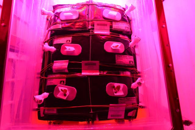 NASA image: Flight Photos - VEG-01B Day 9 GMT 198