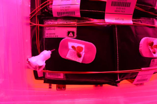 NASA image: Flight Photos - VEG-01B Day 9 GMT 198