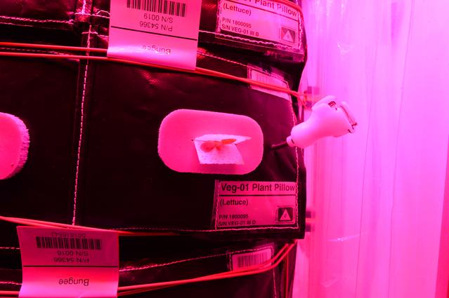 NASA image: Flight Photos - VEG-01B Day 9 GMT 198