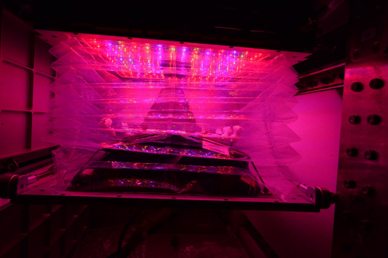Astronaut Scott Kelly initiated VEG-01 B, the second crop of lettuce, on July, 8, 2015, and both Kelly and Astronaut Kjell Lindgren cared for the plants. The crop grew for 33 days. VEG-01 B included one set of six plant pillows planted with red romaine lettuce seeds. On Aug. 10, 2015, the crew harvested and consumed leaves from each plant. This was the first crop grown and consumed in NASA hardware. They harvested the rest of the plant tissue and froze it in the station’s Minus Eighty-Degree Laboratory Freezer for ISS (MELFI) for return to Earth for further study including microbial analysis, antioxidant capacity, mineral analysis and anthocyanin concentration. 