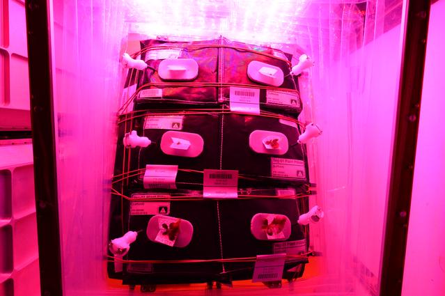 NASA image: Flight Photos - VEG-01B Day 11 GMT 200