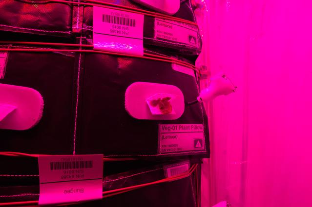 NASA image: Flight Photos - VEG-01B Day 11 GMT 200