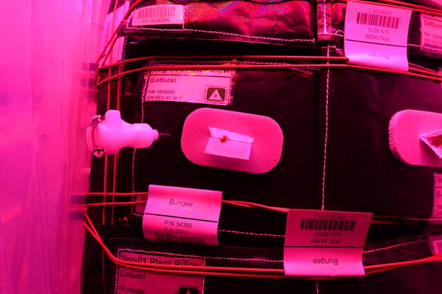 NASA image: Flight Photos - VEG-01B Day 11 GMT 200