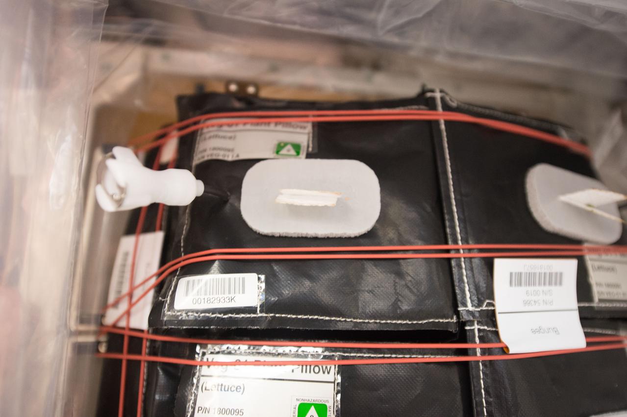 Astronaut Scott Kelly initiated VEG-01 B, the second crop of lettuce, on July, 8, 2015, and both Kelly and Astronaut Kjell Lindgren cared for the plants. The crop grew for 33 days. VEG-01 B included one set of six plant pillows planted with red romaine lettuce seeds. On Aug. 10, 2015, the crew harvested and consumed leaves from each plant. This was the first crop grown and consumed in NASA hardware. They harvested the rest of the plant tissue and froze it in the station’s Minus Eighty-Degree Laboratory Freezer for ISS (MELFI) for return to Earth for further study including microbial analysis, antioxidant capacity, mineral analysis and anthocyanin concentration.