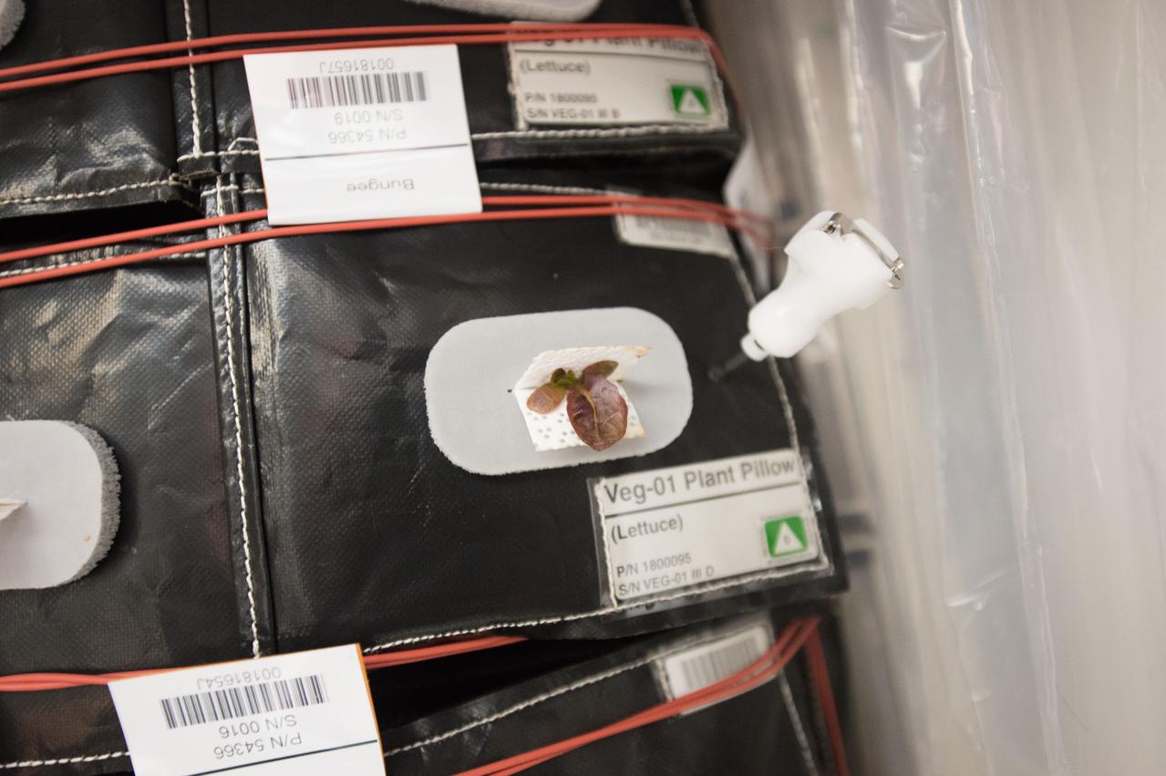 Astronaut Scott Kelly initiated VEG-01 B, the second crop of lettuce, on July, 8, 2015, and both Kelly and Astronaut Kjell Lindgren cared for the plants. The crop grew for 33 days. VEG-01 B included one set of six plant pillows planted with red romaine lettuce seeds. On Aug. 10, 2015, the crew harvested and consumed leaves from each plant. This was the first crop grown and consumed in NASA hardware. They harvested the rest of the plant tissue and froze it in the station’s Minus Eighty-Degree Laboratory Freezer for ISS (MELFI) for return to Earth for further study including microbial analysis, antioxidant capacity, mineral analysis and anthocyanin concentration. 