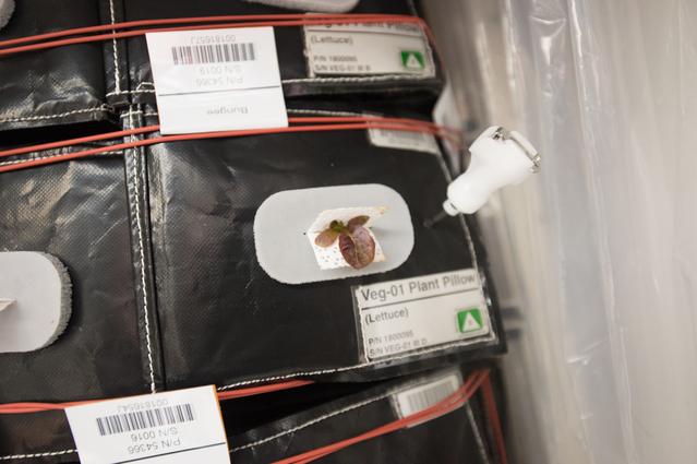 NASA image: Flight Photos - VEG-01B Day 12 GMT 201