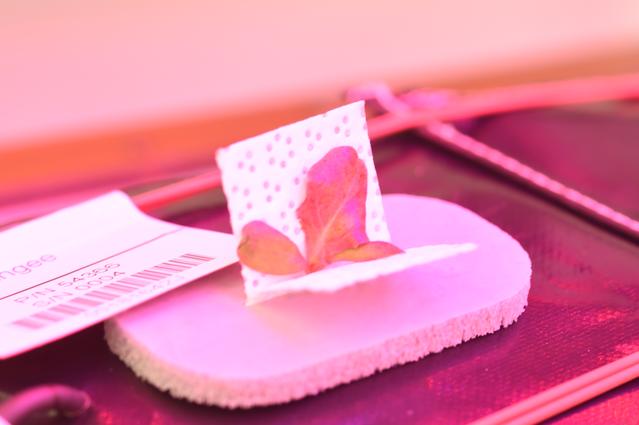 NASA image: Ground Photos - 11 DAI VEG-01B