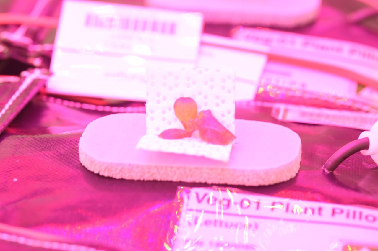 Astronaut Scott Kelly initiated VEG-01 B, the second crop of lettuce, on July, 8, 2015, and both Kelly and Astronaut Kjell Lindgren cared for the plants. The crop grew for 33 days. VEG-01 B included one set of six plant pillows planted with red romaine lettuce seeds. On Aug. 10, 2015, the crew harvested and consumed leaves from each plant. This was the first crop grown and consumed in NASA hardware. They harvested the rest of the plant tissue and froze it in the station’s Minus Eighty-Degree Laboratory Freezer for ISS (MELFI) for return to Earth for further study including microbial analysis, antioxidant capacity, mineral analysis and anthocyanin concentration. 
