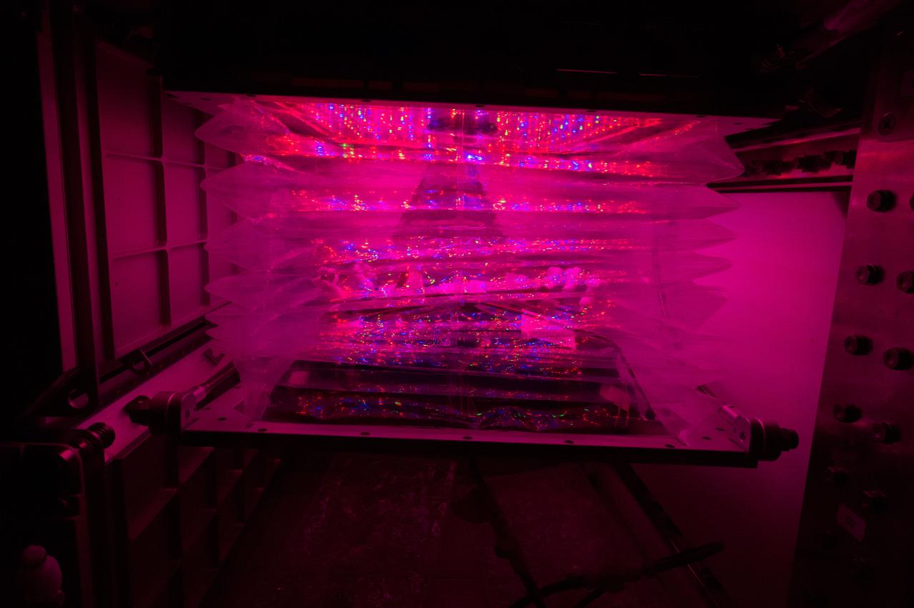 Astronaut Scott Kelly initiated VEG-01 B, the second crop of lettuce, on July, 8, 2015, and both Kelly and Astronaut Kjell Lindgren cared for the plants. The crop grew for 33 days. VEG-01 B included one set of six plant pillows planted with red romaine lettuce seeds. On Aug. 10, 2015, the crew harvested and consumed leaves from each plant. This was the first crop grown and consumed in NASA hardware. They harvested the rest of the plant tissue and froze it in the station’s Minus Eighty-Degree Laboratory Freezer for ISS (MELFI) for return to Earth for further study including microbial analysis, antioxidant capacity, mineral analysis and anthocyanin concentration. 