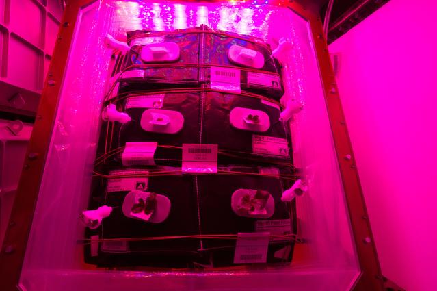 NASA image: Flight Photos - VEG-01B Day 13 GMT 202