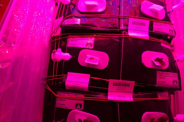 NASA image: Flight Photos - VEG-01B Day 13 GMT 202