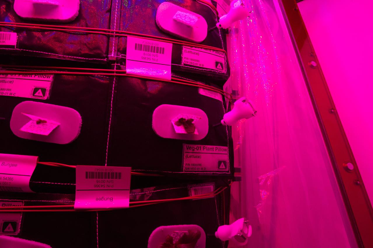 Astronaut Scott Kelly initiated VEG-01 B, the second crop of lettuce, on July, 8, 2015, and both Kelly and Astronaut Kjell Lindgren cared for the plants. The crop grew for 33 days. VEG-01 B included one set of six plant pillows planted with red romaine lettuce seeds. On Aug. 10, 2015, the crew harvested and consumed leaves from each plant. This was the first crop grown and consumed in NASA hardware. They harvested the rest of the plant tissue and froze it in the station’s Minus Eighty-Degree Laboratory Freezer for ISS (MELFI) for return to Earth for further study including microbial analysis, antioxidant capacity, mineral analysis and anthocyanin concentration. 