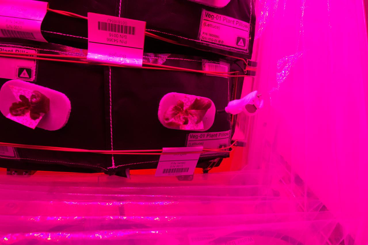 Astronaut Scott Kelly initiated VEG-01 B, the second crop of lettuce, on July, 8, 2015, and both Kelly and Astronaut Kjell Lindgren cared for the plants. The crop grew for 33 days. VEG-01 B included one set of six plant pillows planted with red romaine lettuce seeds. On Aug. 10, 2015, the crew harvested and consumed leaves from each plant. This was the first crop grown and consumed in NASA hardware. They harvested the rest of the plant tissue and froze it in the station’s Minus Eighty-Degree Laboratory Freezer for ISS (MELFI) for return to Earth for further study including microbial analysis, antioxidant capacity, mineral analysis and anthocyanin concentration. 