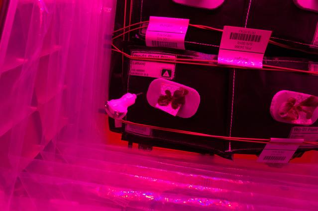 NASA image: Flight Photos - VEG-01B Day 13 GMT 202