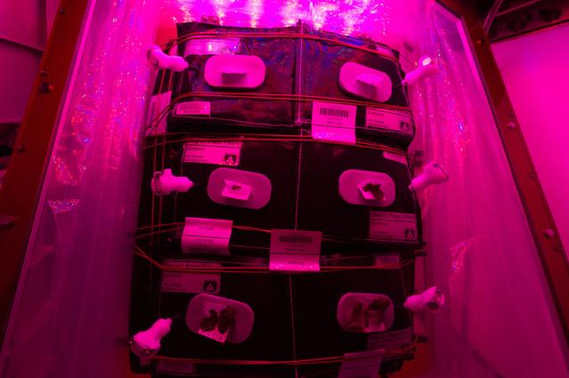 NASA image: Flight Photos - VEG-01B Day 13 GMT 202