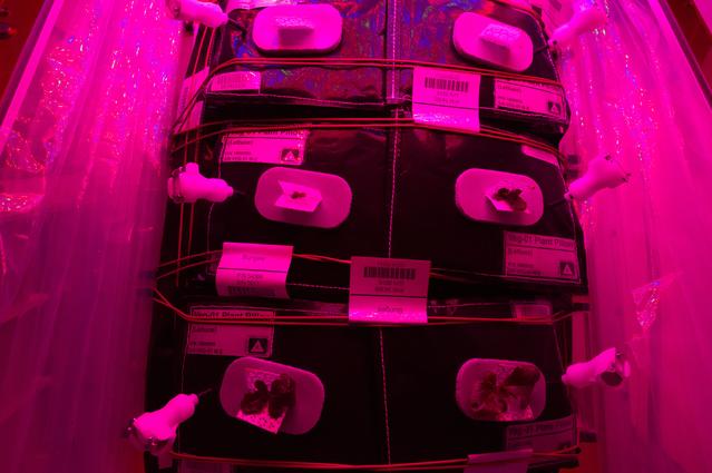 NASA image: Flight Photos - VEG-01B Day 13 GMT 202