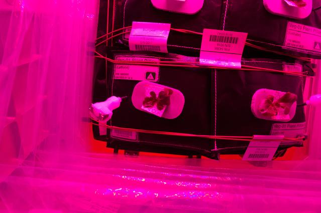 NASA image: Flight Photos - VEG-01B Day 13 GMT 202