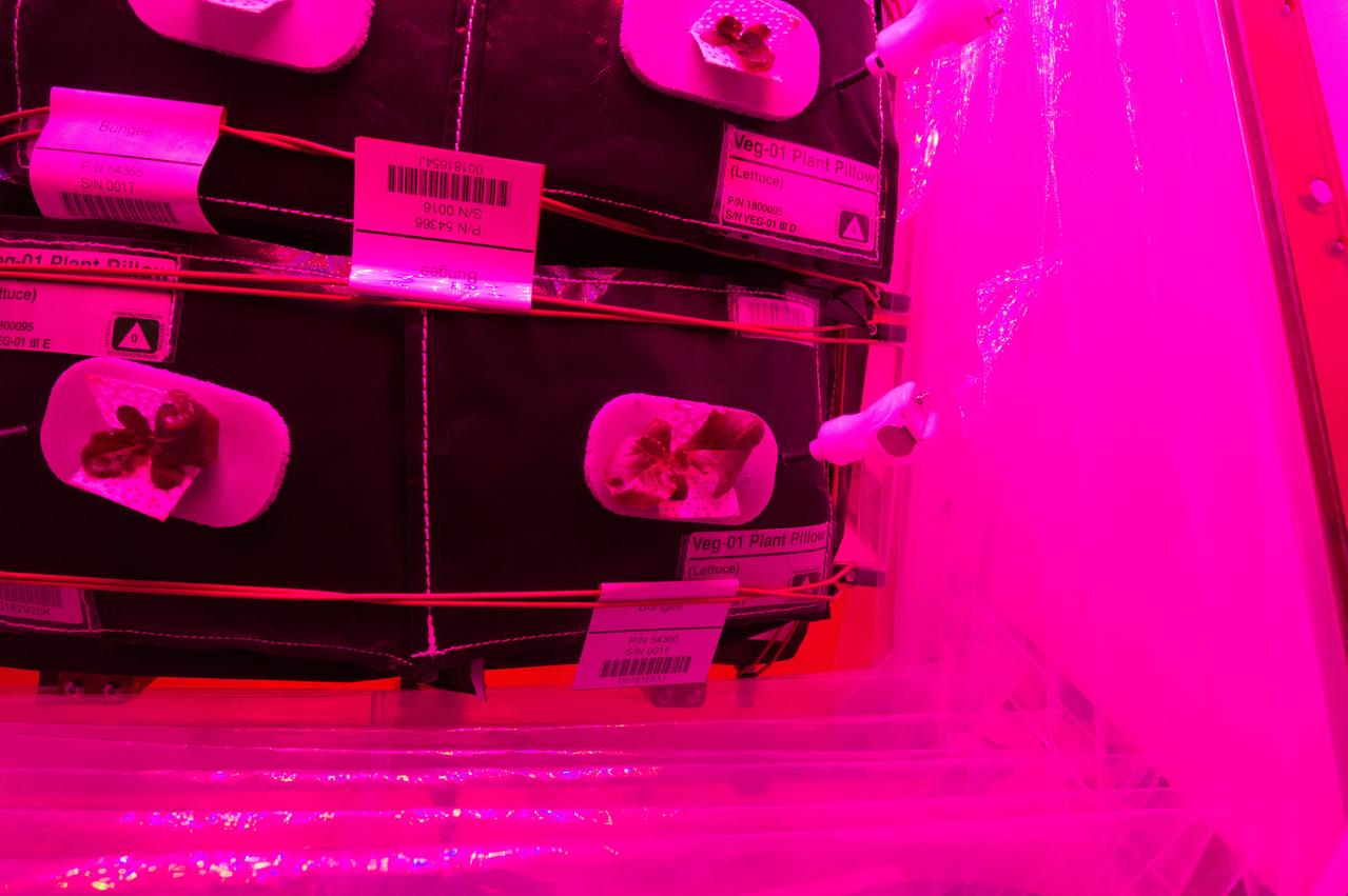 Astronaut Scott Kelly initiated VEG-01 B, the second crop of lettuce, on July, 8, 2015, and both Kelly and Astronaut Kjell Lindgren cared for the plants. The crop grew for 33 days. VEG-01 B included one set of six plant pillows planted with red romaine lettuce seeds. On Aug. 10, 2015, the crew harvested and consumed leaves from each plant. This was the first crop grown and consumed in NASA hardware. They harvested the rest of the plant tissue and froze it in the station’s Minus Eighty-Degree Laboratory Freezer for ISS (MELFI) for return to Earth for further study including microbial analysis, antioxidant capacity, mineral analysis and anthocyanin concentration. 