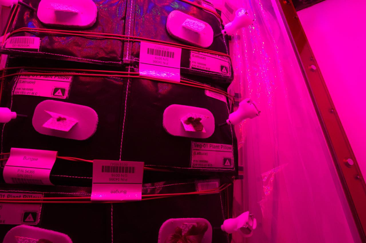 Astronaut Scott Kelly initiated VEG-01 B, the second crop of lettuce, on July, 8, 2015, and both Kelly and Astronaut Kjell Lindgren cared for the plants. The crop grew for 33 days. VEG-01 B included one set of six plant pillows planted with red romaine lettuce seeds. On Aug. 10, 2015, the crew harvested and consumed leaves from each plant. This was the first crop grown and consumed in NASA hardware. They harvested the rest of the plant tissue and froze it in the station’s Minus Eighty-Degree Laboratory Freezer for ISS (MELFI) for return to Earth for further study including microbial analysis, antioxidant capacity, mineral analysis and anthocyanin concentration. 