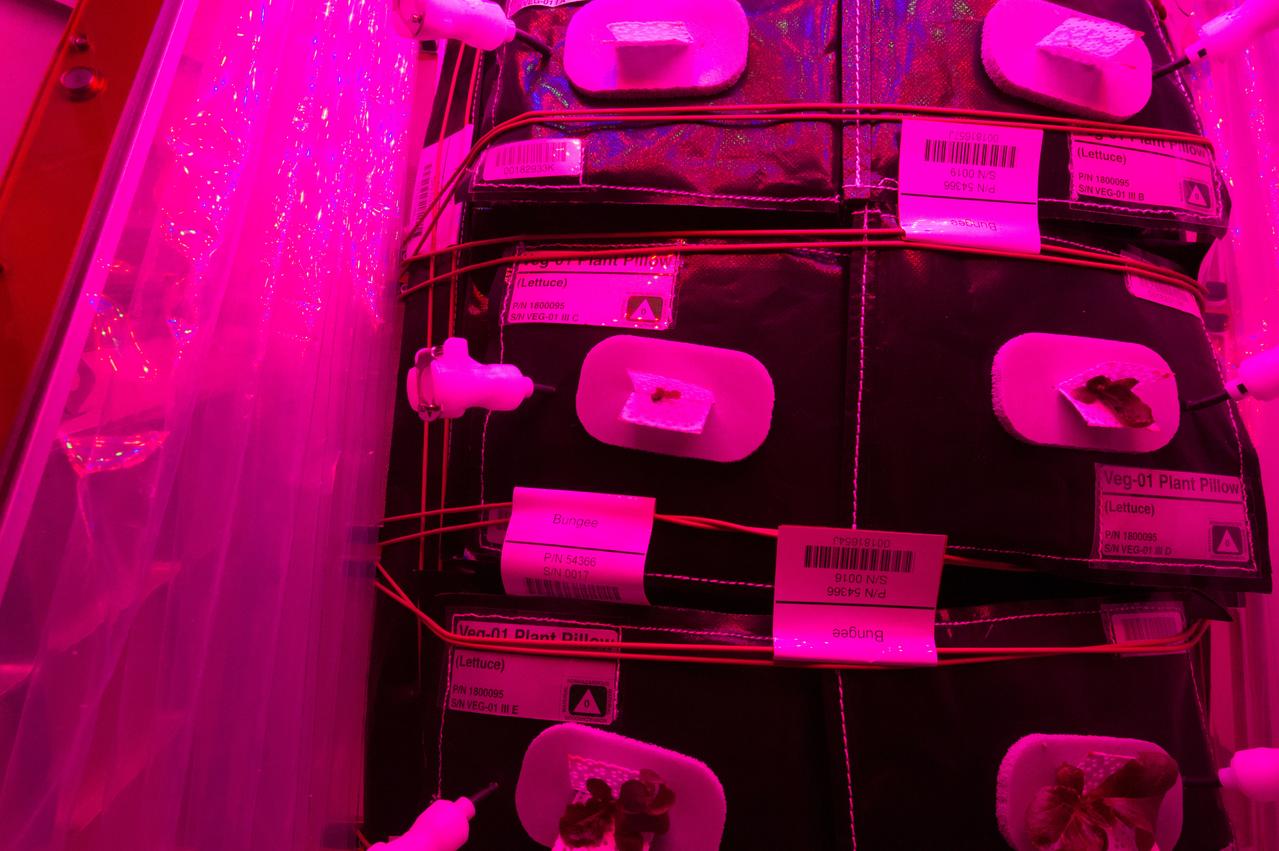 Astronaut Scott Kelly initiated VEG-01 B, the second crop of lettuce, on July, 8, 2015, and both Kelly and Astronaut Kjell Lindgren cared for the plants. The crop grew for 33 days. VEG-01 B included one set of six plant pillows planted with red romaine lettuce seeds. On Aug. 10, 2015, the crew harvested and consumed leaves from each plant. This was the first crop grown and consumed in NASA hardware. They harvested the rest of the plant tissue and froze it in the station’s Minus Eighty-Degree Laboratory Freezer for ISS (MELFI) for return to Earth for further study including microbial analysis, antioxidant capacity, mineral analysis and anthocyanin concentration. 