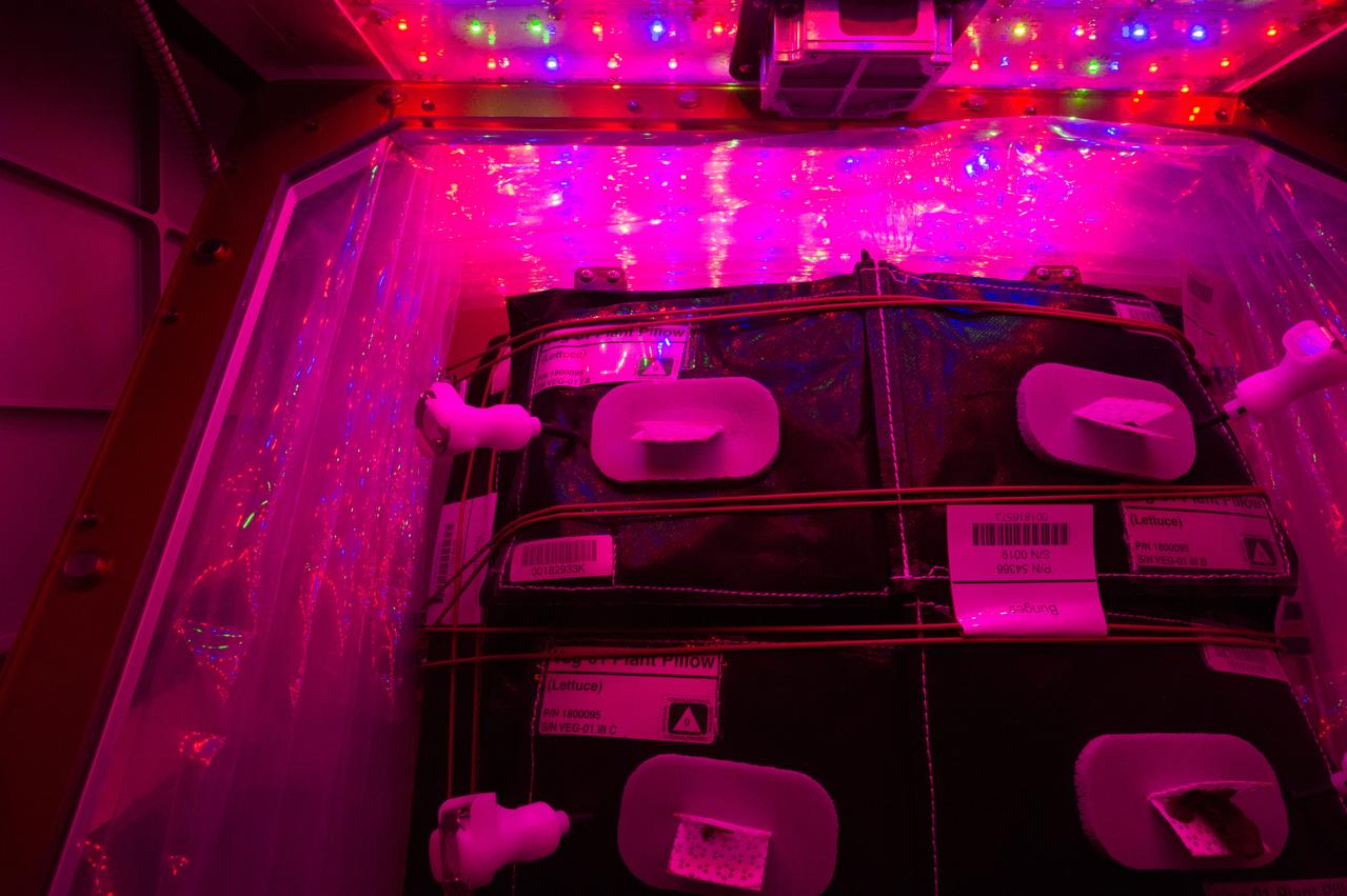 Astronaut Scott Kelly initiated VEG-01 B, the second crop of lettuce, on July, 8, 2015, and both Kelly and Astronaut Kjell Lindgren cared for the plants. The crop grew for 33 days. VEG-01 B included one set of six plant pillows planted with red romaine lettuce seeds. On Aug. 10, 2015, the crew harvested and consumed leaves from each plant. This was the first crop grown and consumed in NASA hardware. They harvested the rest of the plant tissue and froze it in the station’s Minus Eighty-Degree Laboratory Freezer for ISS (MELFI) for return to Earth for further study including microbial analysis, antioxidant capacity, mineral analysis and anthocyanin concentration. 