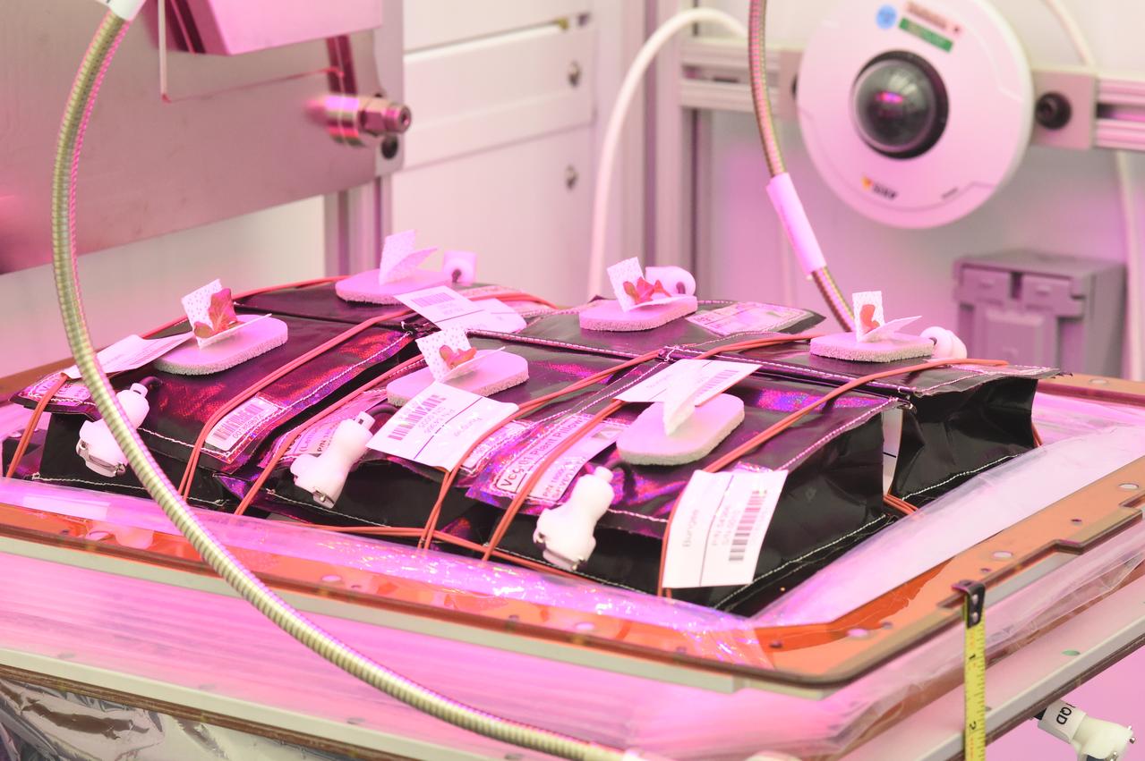 Astronaut Scott Kelly initiated VEG-01 B, the second crop of lettuce, on July, 8, 2015, and both Kelly and Astronaut Kjell Lindgren cared for the plants. The crop grew for 33 days. VEG-01 B included one set of six plant pillows planted with red romaine lettuce seeds. On Aug. 10, 2015, the crew harvested and consumed leaves from each plant. This was the first crop grown and consumed in NASA hardware. They harvested the rest of the plant tissue and froze it in the station’s Minus Eighty-Degree Laboratory Freezer for ISS (MELFI) for return to Earth for further study including microbial analysis, antioxidant capacity, mineral analysis and anthocyanin concentration. 