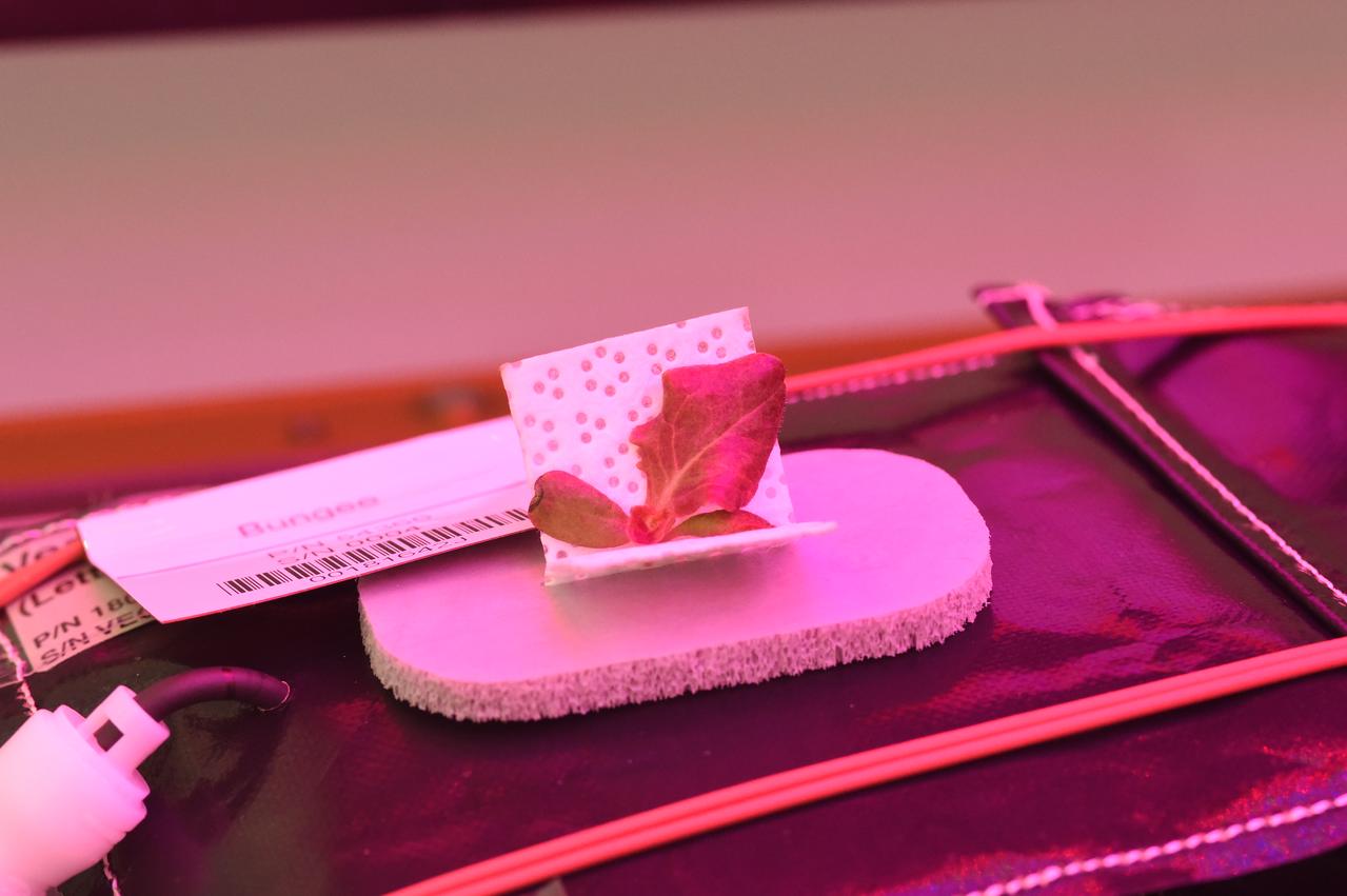 Astronaut Scott Kelly initiated VEG-01 B, the second crop of lettuce, on July, 8, 2015, and both Kelly and Astronaut Kjell Lindgren cared for the plants. The crop grew for 33 days. VEG-01 B included one set of six plant pillows planted with red romaine lettuce seeds. On Aug. 10, 2015, the crew harvested and consumed leaves from each plant. This was the first crop grown and consumed in NASA hardware. They harvested the rest of the plant tissue and froze it in the station’s Minus Eighty-Degree Laboratory Freezer for ISS (MELFI) for return to Earth for further study including microbial analysis, antioxidant capacity, mineral analysis and anthocyanin concentration. 