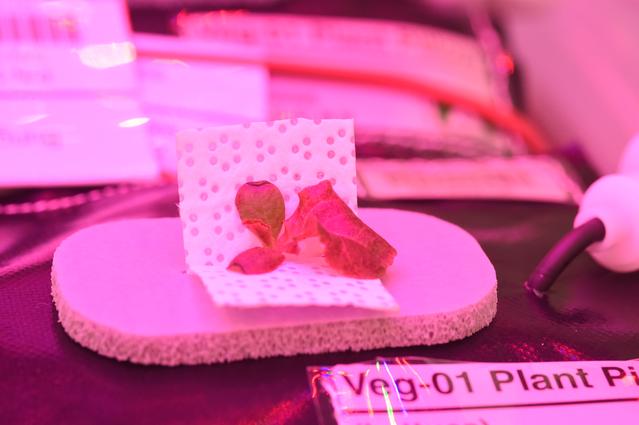 NASA image: Ground Photos - 12 DAI VEG-01B GC