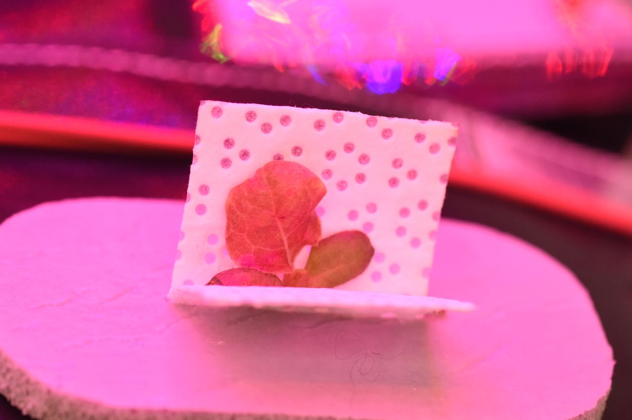 Astronaut Scott Kelly initiated VEG-01 B, the second crop of lettuce, on July, 8, 2015, and both Kelly and Astronaut Kjell Lindgren cared for the plants. The crop grew for 33 days. VEG-01 B included one set of six plant pillows planted with red romaine lettuce seeds. On Aug. 10, 2015, the crew harvested and consumed leaves from each plant. This was the first crop grown and consumed in NASA hardware. They harvested the rest of the plant tissue and froze it in the station’s Minus Eighty-Degree Laboratory Freezer for ISS (MELFI) for return to Earth for further study including microbial analysis, antioxidant capacity, mineral analysis and anthocyanin concentration. 