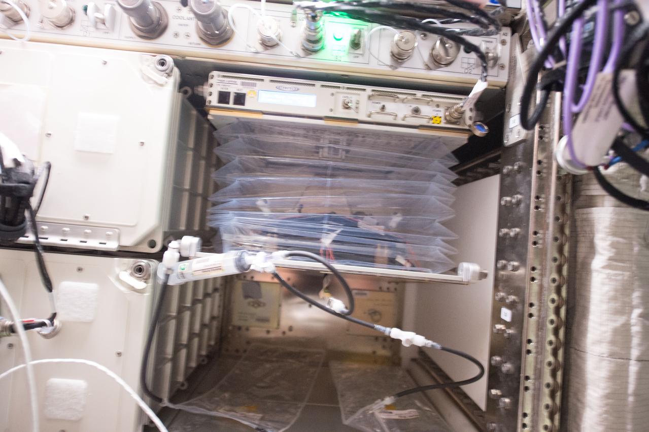 Astronaut Scott Kelly initiated VEG-01 B, the second crop of lettuce, on July, 8, 2015, and both Kelly and Astronaut Kjell Lindgren cared for the plants. The crop grew for 33 days. VEG-01 B included one set of six plant pillows planted with red romaine lettuce seeds. On Aug. 10, 2015, the crew harvested and consumed leaves from each plant. This was the first crop grown and consumed in NASA hardware. They harvested the rest of the plant tissue and froze it in the station’s Minus Eighty-Degree Laboratory Freezer for ISS (MELFI) for return to Earth for further study including microbial analysis, antioxidant capacity, mineral analysis and anthocyanin concentration.