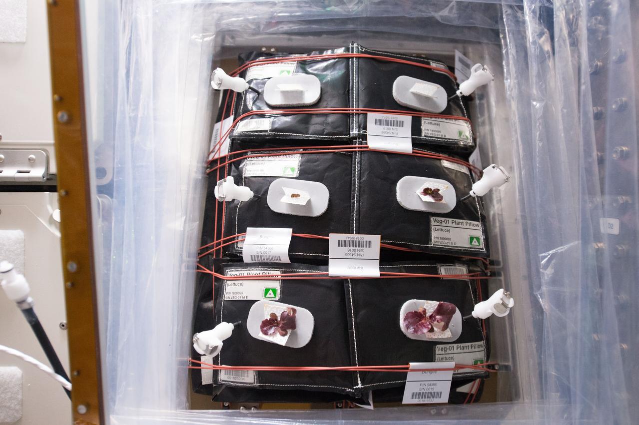 Astronaut Scott Kelly initiated VEG-01 B, the second crop of lettuce, on July, 8, 2015, and both Kelly and Astronaut Kjell Lindgren cared for the plants. The crop grew for 33 days. VEG-01 B included one set of six plant pillows planted with red romaine lettuce seeds. On Aug. 10, 2015, the crew harvested and consumed leaves from each plant. This was the first crop grown and consumed in NASA hardware. They harvested the rest of the plant tissue and froze it in the station’s Minus Eighty-Degree Laboratory Freezer for ISS (MELFI) for return to Earth for further study including microbial analysis, antioxidant capacity, mineral analysis and anthocyanin concentration.