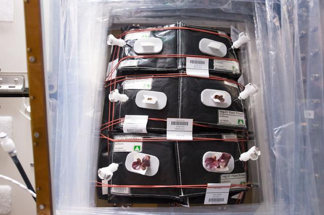 NASA image: Flight Photos - VEG-01B Day 14 GMT 203