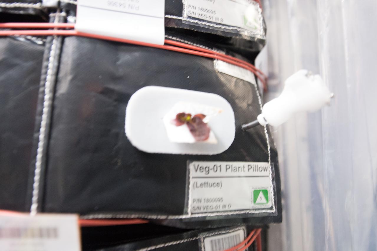 Astronaut Scott Kelly initiated VEG-01 B, the second crop of lettuce, on July, 8, 2015, and both Kelly and Astronaut Kjell Lindgren cared for the plants. The crop grew for 33 days. VEG-01 B included one set of six plant pillows planted with red romaine lettuce seeds. On Aug. 10, 2015, the crew harvested and consumed leaves from each plant. This was the first crop grown and consumed in NASA hardware. They harvested the rest of the plant tissue and froze it in the station’s Minus Eighty-Degree Laboratory Freezer for ISS (MELFI) for return to Earth for further study including microbial analysis, antioxidant capacity, mineral analysis and anthocyanin concentration.