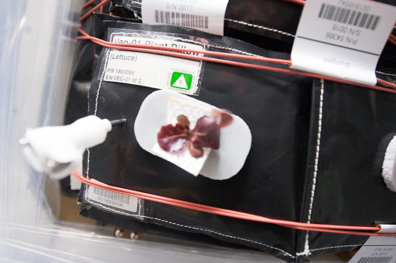 Astronaut Scott Kelly initiated VEG-01 B, the second crop of lettuce, on July, 8, 2015, and both Kelly and Astronaut Kjell Lindgren cared for the plants. The crop grew for 33 days. VEG-01 B included one set of six plant pillows planted with red romaine lettuce seeds. On Aug. 10, 2015, the crew harvested and consumed leaves from each plant. This was the first crop grown and consumed in NASA hardware. They harvested the rest of the plant tissue and froze it in the station’s Minus Eighty-Degree Laboratory Freezer for ISS (MELFI) for return to Earth for further study including microbial analysis, antioxidant capacity, mineral analysis and anthocyanin concentration.